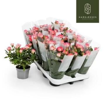 image ROSIER FAME KORDANA ROSE