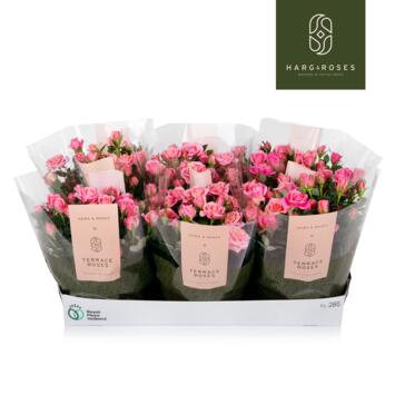 image ROSIER FLIRT KORDANA ROSE COUPE