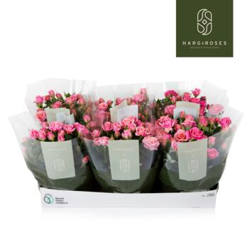 image ROSIER FLIRT KORDANA ROSE COUPE