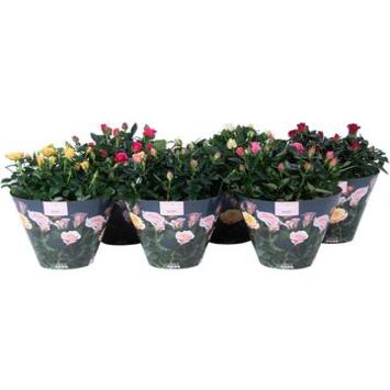 image ROSIER PATIO VARIE COUPE