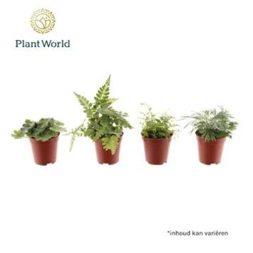 image FOUGERE VARIEE