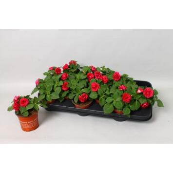 image IMPATIENS MASSIF VIOLET