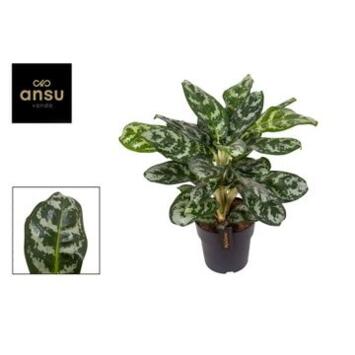 image AGLAONEMA AMAZON SILVER