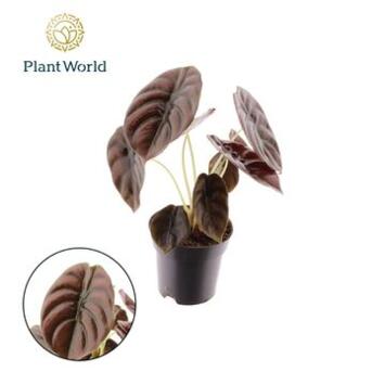 image ALOCASIA RED SECRET