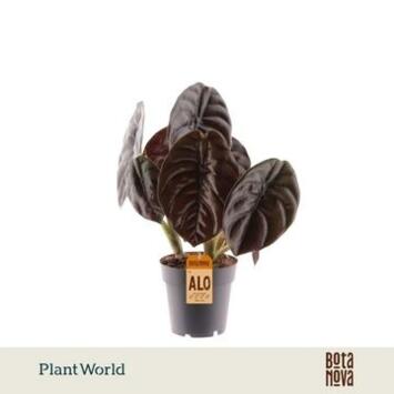 image ALOCASIA RED SECRET