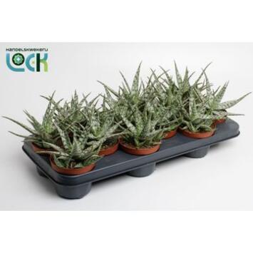 image ALOE SOMALIENSIS