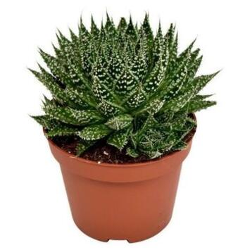 image ALOE ZAMBEZI PREMIUM