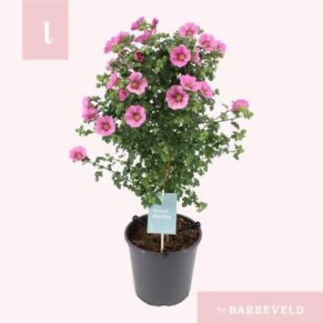 image ANISODONTEA PRINCESS TIGE