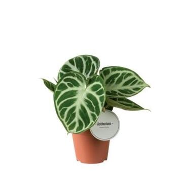 image ANTHURIUM FEUILLAGE
