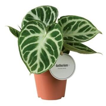 image ANTHURIUM FEUILLAGE