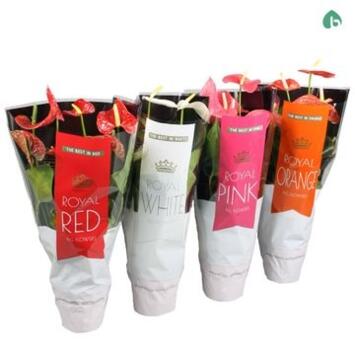 image ANTHURIUM ANDREANUM VARIE