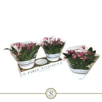 image ANTHURIUM ANDREANUM VIOLET COUPE