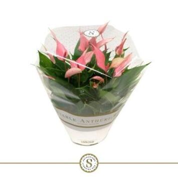image ANTHURIUM ANDREANUM ROSE COUPE