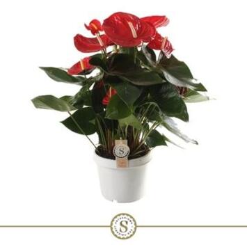 image ANTHURIUM ANDREANUM ROUGE