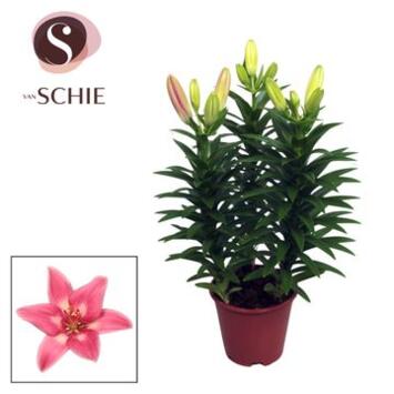 image LILIUM ASIATIQUE ROUGE 3PP