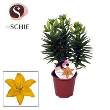image LILIUM ASIATIQUE JAUNE 3PP
