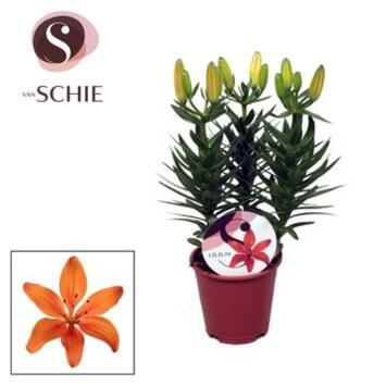 image LILIUM ASIATIQUE ORANGE 3PP