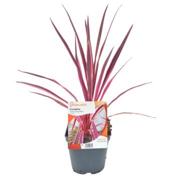 image CORDYLINE CHERRY SENSATION