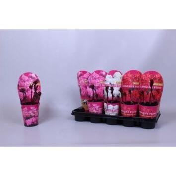 image PAEONIA PIVOINE VARIEES