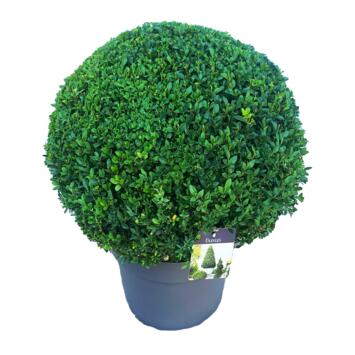 image BUXUS SEMPERVIRENS