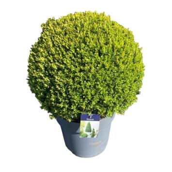 image BUXUS SEMPERVIRENS