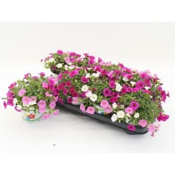 image CALIBRACHOA ROSE PARADISE