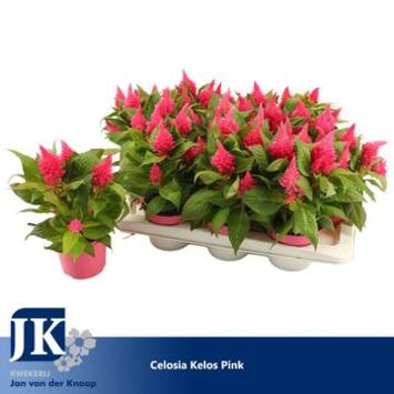 image CELOSIE KELOS FIRE ROSE