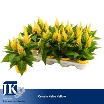 image CELOSIE KELOS FIRE JAUNE