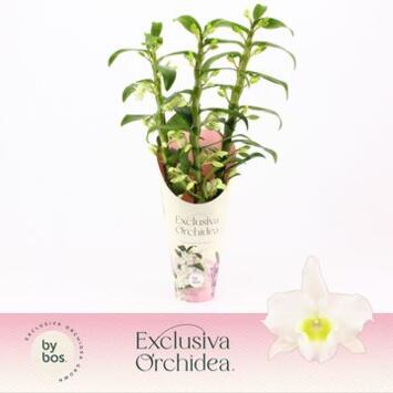 image DENDROBIUM 3BR NOBILE BLANC