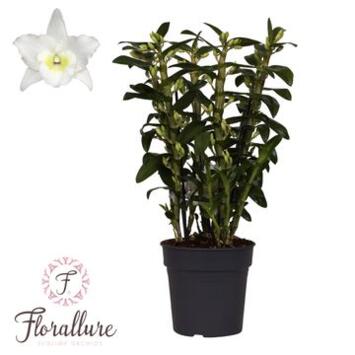 image DENDROBIUM 6BR NOBILE BLANC