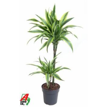 image DRACAENA LEMON LIME 45-15