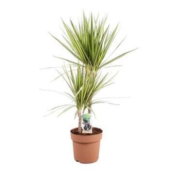 image DRACAENA SUNRAY