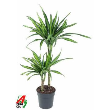 image DRACAENA RIKI 45-15