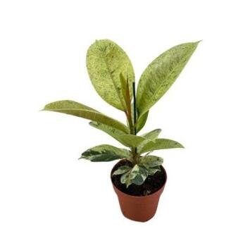 image FICUS ELASTICA