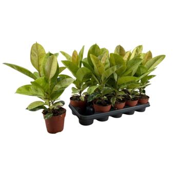 image FICUS ELASTICA