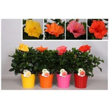 image HIBISCUS SUNNY VARIE P COLORE