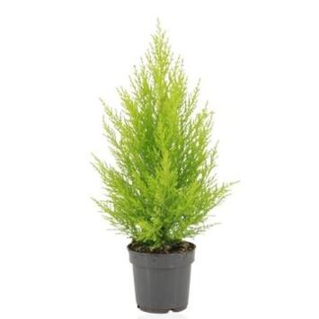 image CUPRESSUS GOLD PYRAM