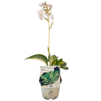 image HOSTA GREAT EXPECTATIONS