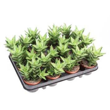 image ALOE SQUARROSA