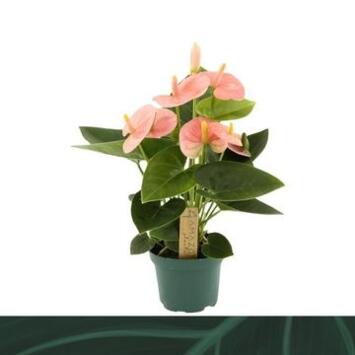 image ANTHURIUM ANDREANUM SPIRIT