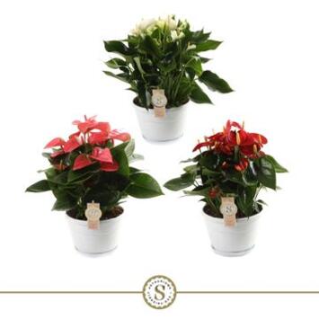 image ANTHURIUM ANDREANUM VARIE COUPE
