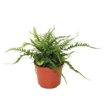 image ASPLENIUM WINTERHARD