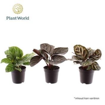 image CALATHEA VARIE