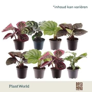 image CALATHEA VARIE