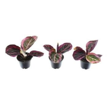 image CALATHEA PRINCESS JESSE