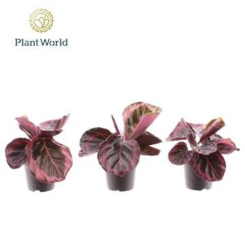 image CALATHEA PRINCESS JESSE