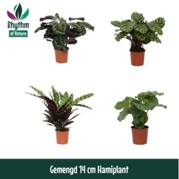 image CALATHEA VARIE