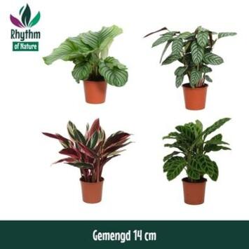 image CALATHEA VARIE