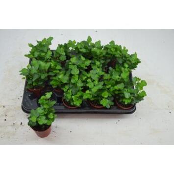 image HEDERA VERT WONDER