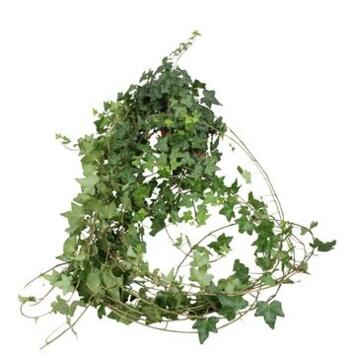 image HEDERA PITTSBURGH